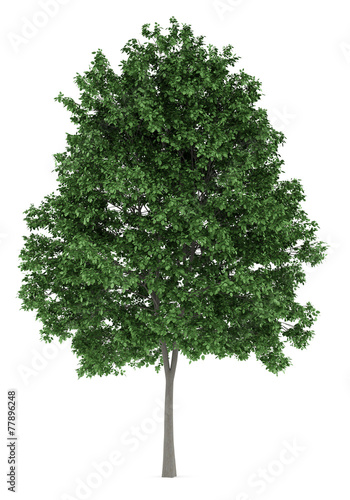 common hornbeam tree isolated on white background photo