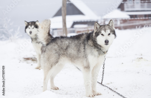 Siberian Husky dogs in the snow