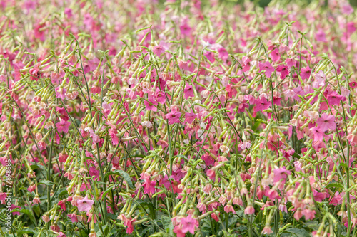 Wallpaper Mural Malve Torontodigital.ca