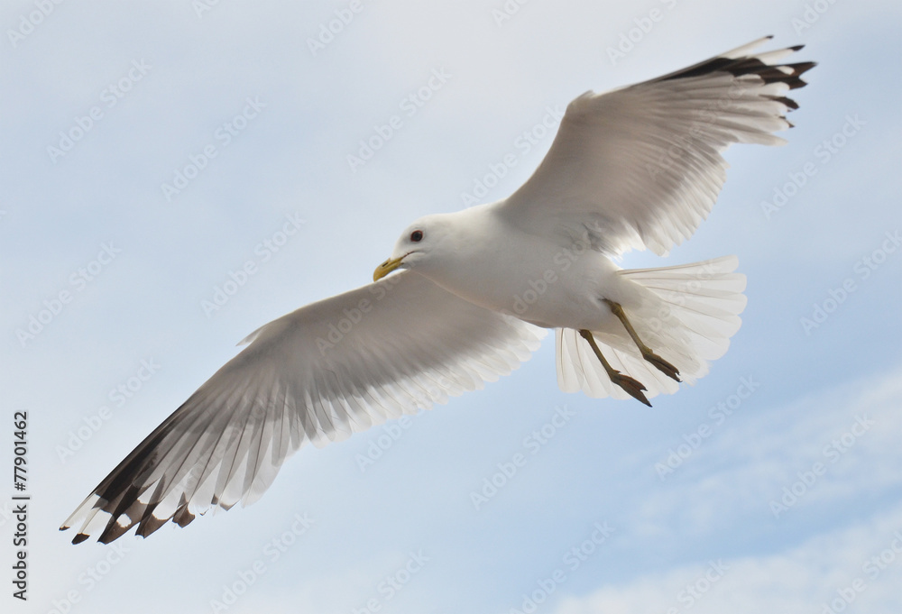 seagull soaring in the cloudly sky seagull soaring in the cloudly sky
