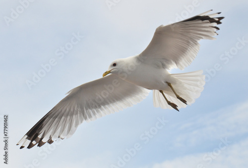 seagull soaring in the cloudly sky