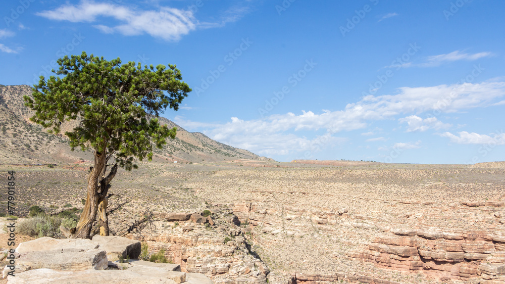 Lonely tree against blue sky at the edge of a canyon in Arizona,