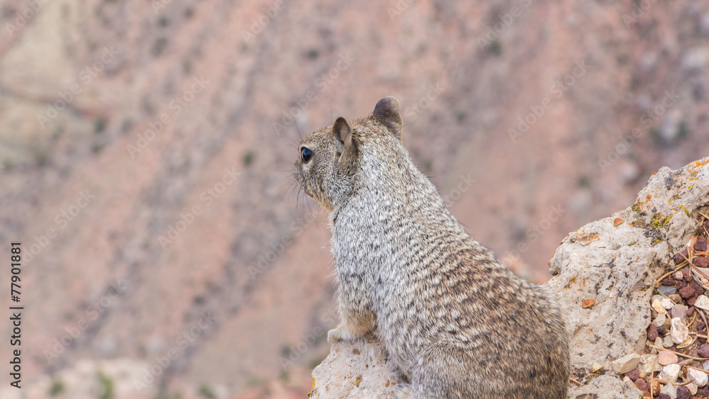 Squirrel on the lookout at the grand canyon Squirrel on the lookout at the grand canyon