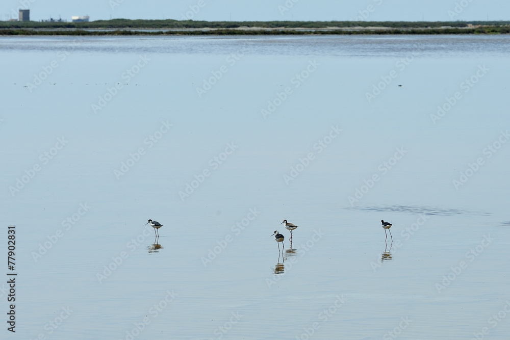 Camargue, Saintes-Maries-de-la-Mer,  uccelli nella palude