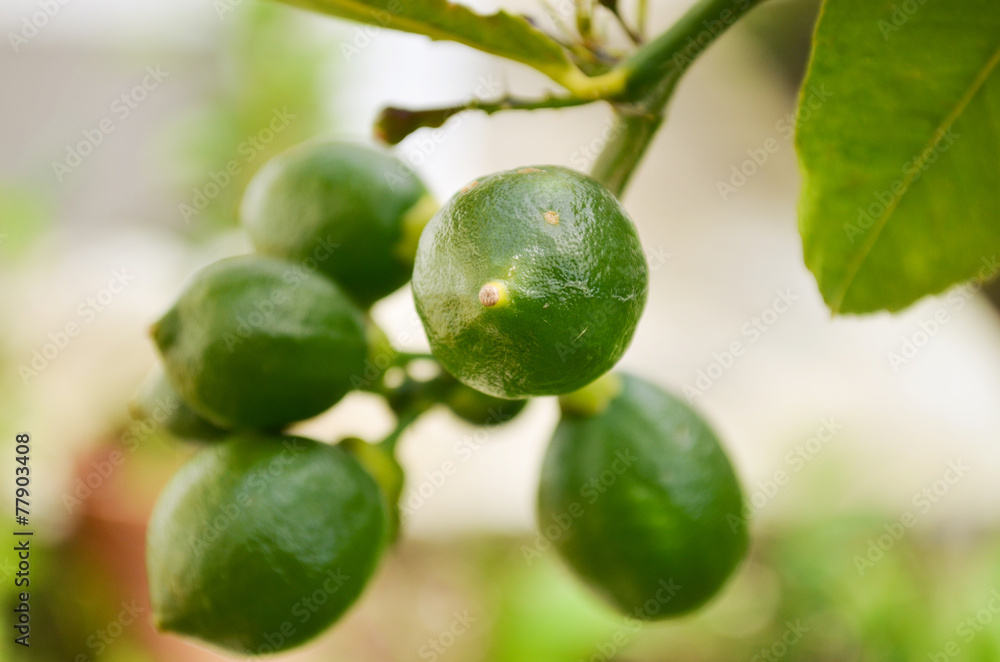 Organic fresh green lemons on tree in the garden