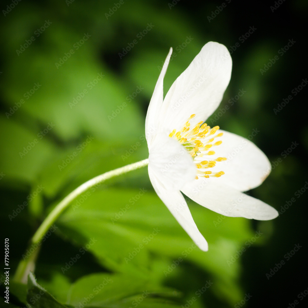 Fototapeta premium flowers