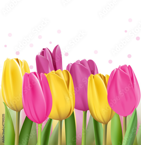 Fototapeta Naklejka Na Ścianę i Meble -  Realistic Colorful Tulips in Isolated Background