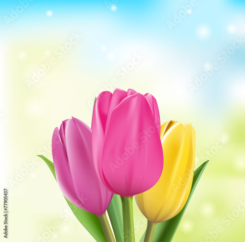 Fototapeta Naklejka Na Ścianę i Meble -  Realistic Colorful Tulips in Isolated Background