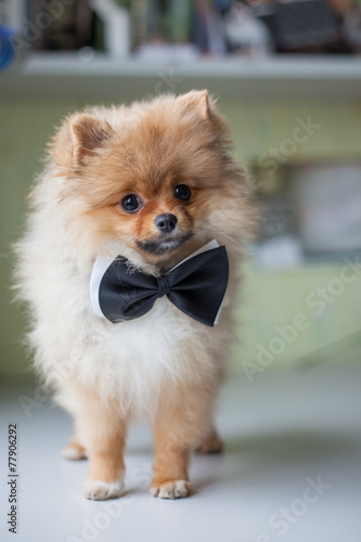 cute puppy Pomeranian in a bow tie
