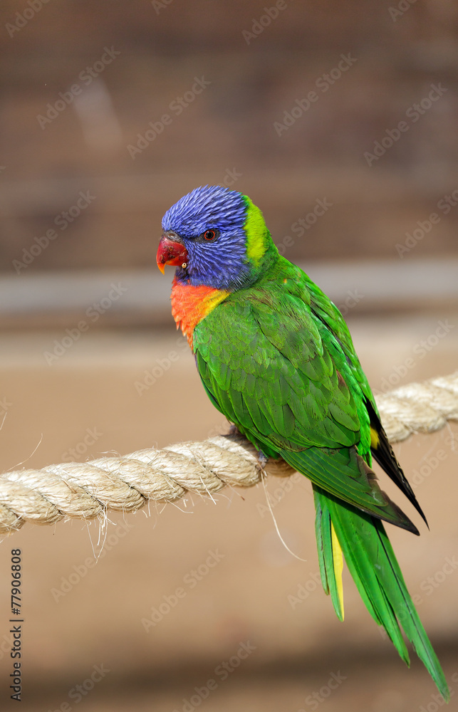 Obraz premium beautiful parrot