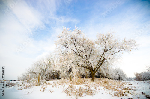 Wallpaper Mural tree Torontodigital.ca