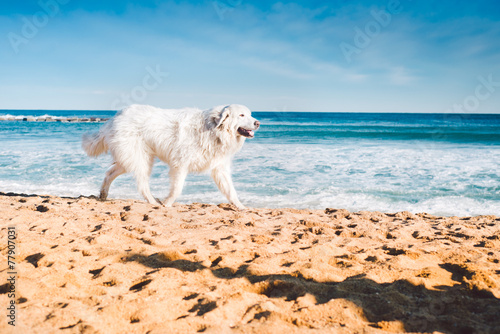 Big White Dog Is Runing On The Beach © bukovski