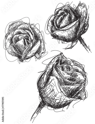 Rose sketches