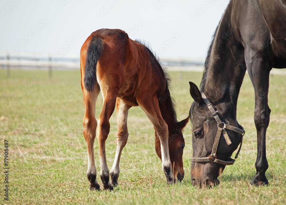 Obraz premium Little bay foal and dark-brown mare grazing on pasture