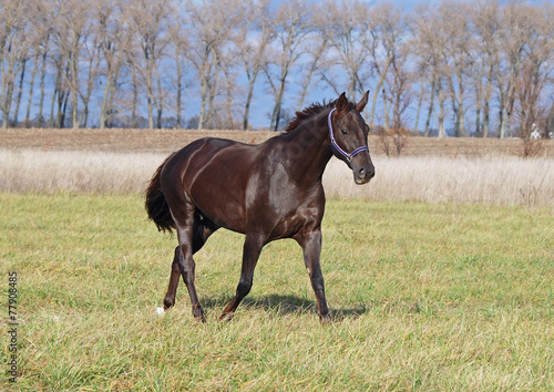 A beautiful pedigree  mare trots on the field
