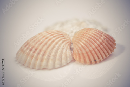 Seashell collection