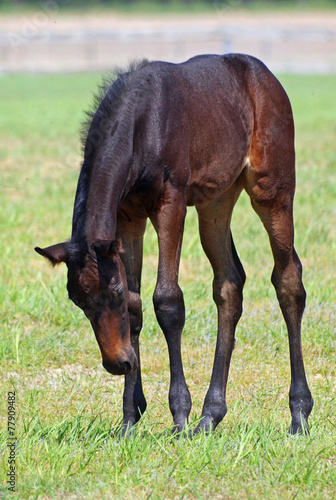 A little dark-brown foal on a spring pasture