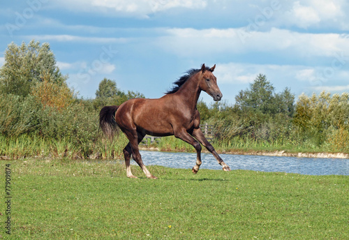 A beautiful brown horse galloping on pasture a shore lake © goldika