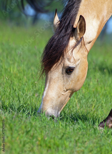Expressive head of  buckskin horse on grass background photo