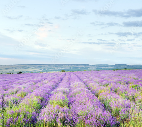 Meadow of lavender.