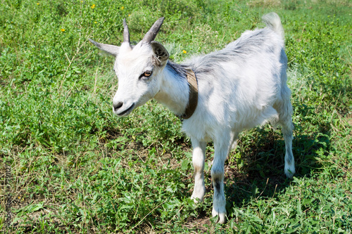 little goat on a meadow with green grass.