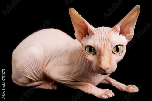 cat sphinx