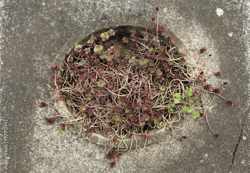 Succulent plants at the abandoned cemetery. photo