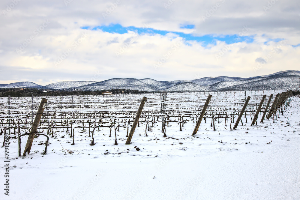 Vineyards rows covered by snow in winter. Chianti, Florence, Ita