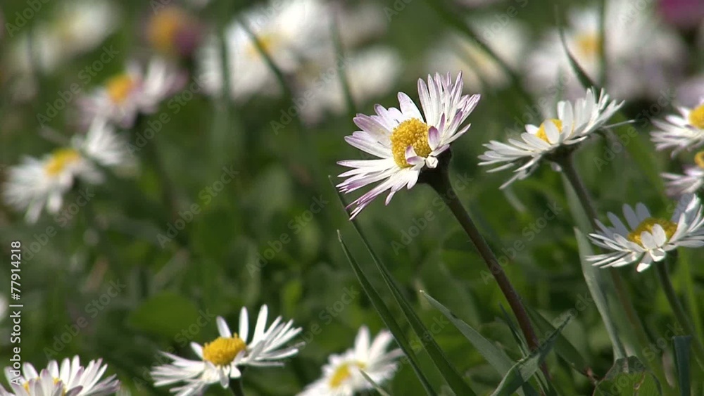 Spring field with flowers daisy, moonflower, margue Spring field with flowers daisy, moonflower, margue