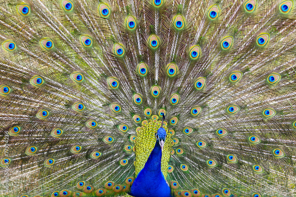 Obraz premium RITUAL DEL PAVO REAL