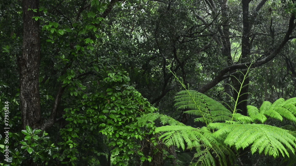 Lush green rainforest with heavy rain falling on the trees Lush green rainforest with heavy rain falling on the trees