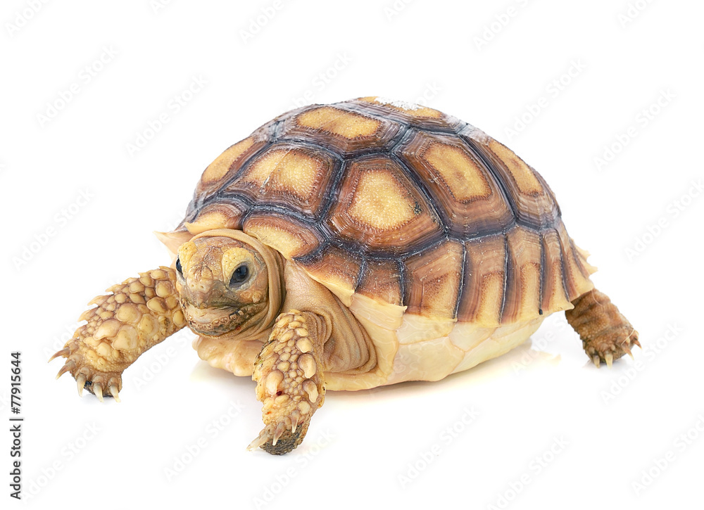 turtle on white background 스톡 사진 | Adobe Stock