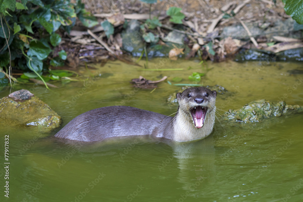 Naklejka premium Curious River Otter