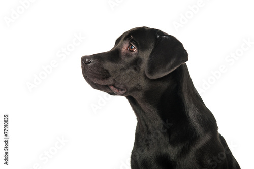 Black retriever, isolated on white