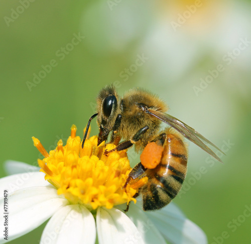 Close up bees on flower © pairoj