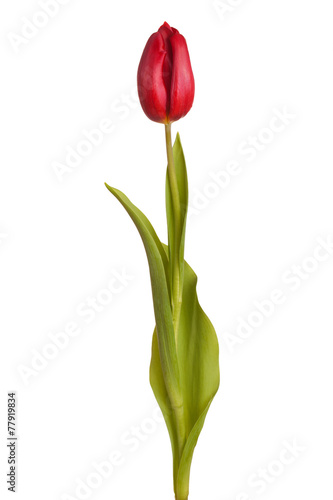 tulip flower on a stem with leaves