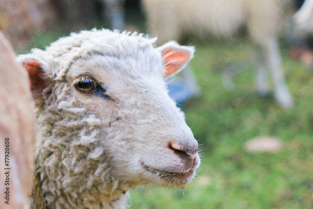 Fototapeta premium sheep