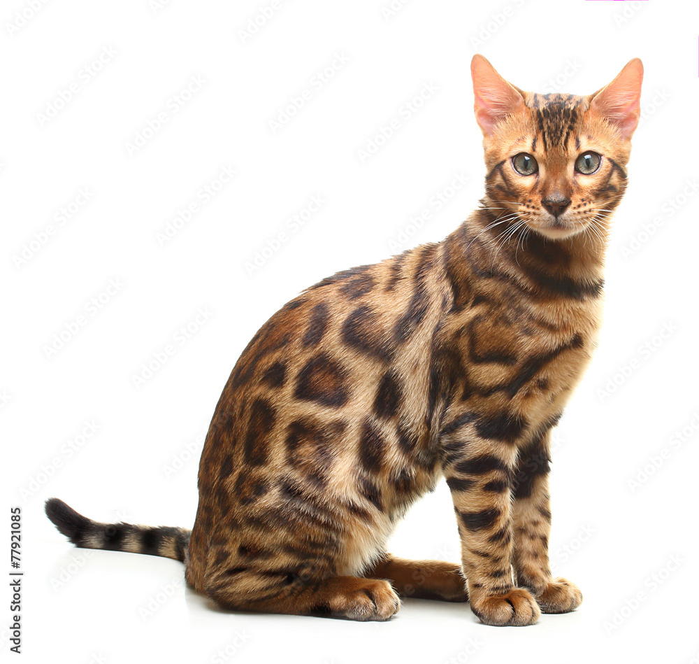 Cat isolated on white background. Cat isolated on white background.