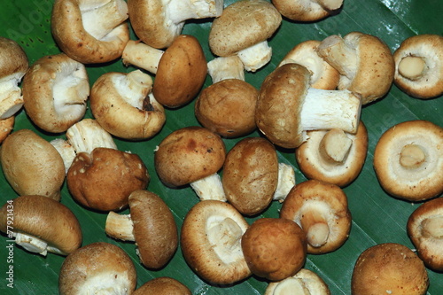 Pretty eat mushrooms