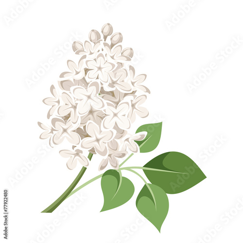 Branch of white lilac flowers. Vector illustration.