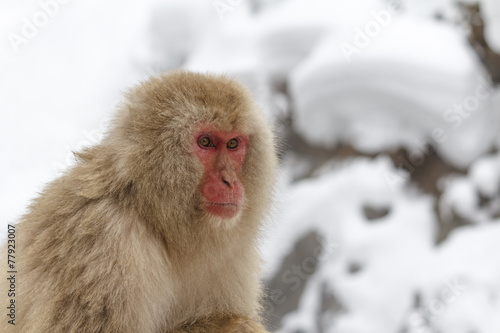 Snow monkey at the jigokudani monkey park © ayusloth