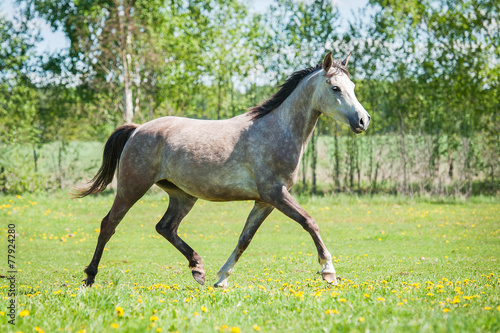 Grey arabian horse running on the pasture in summer