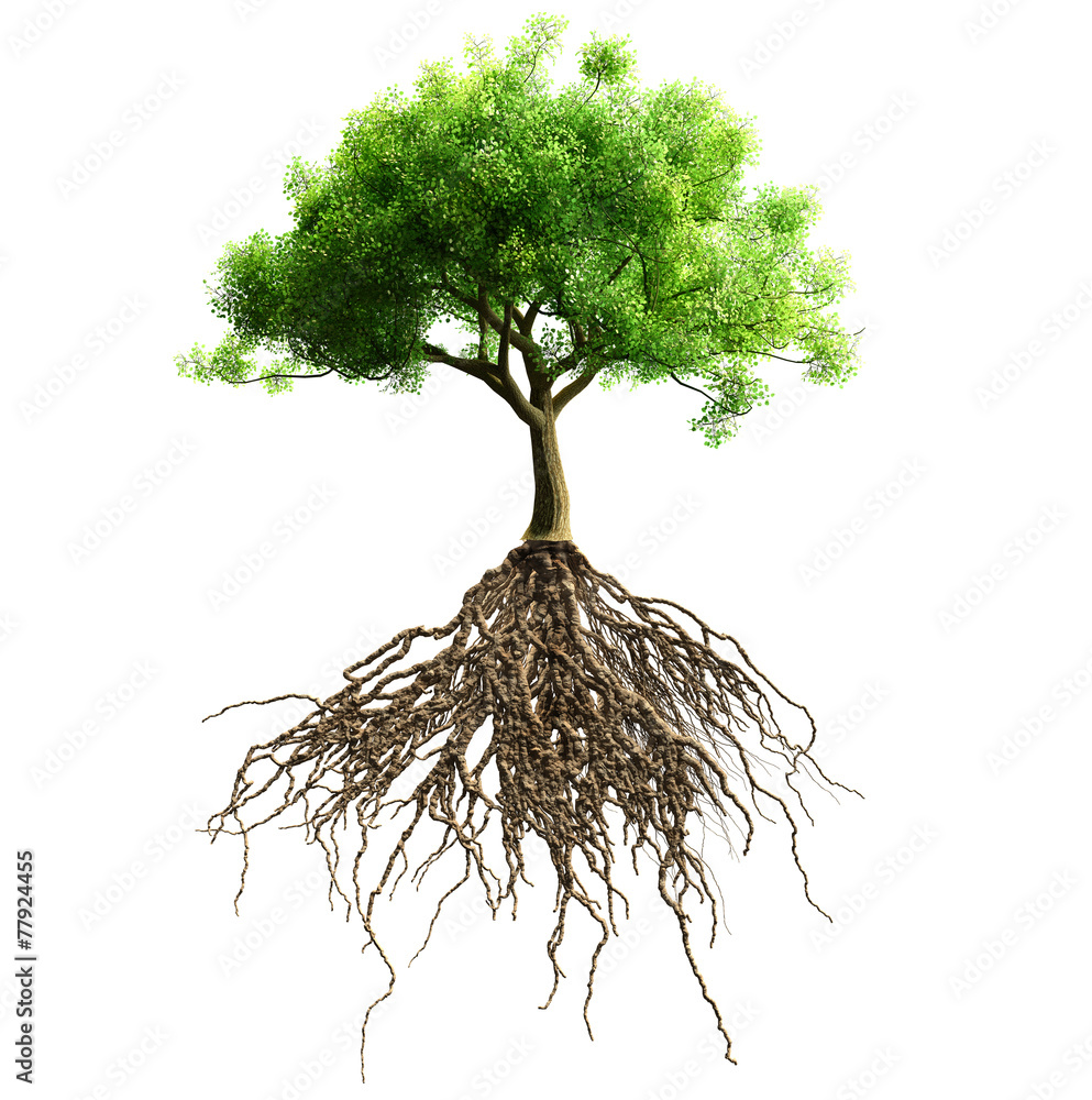 Fototapeta premium tree with roots