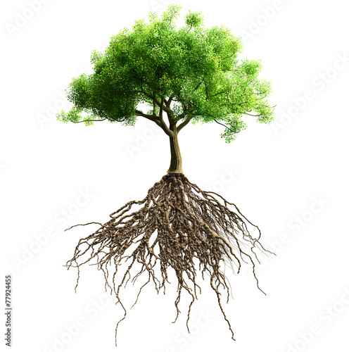 Tela tree with roots