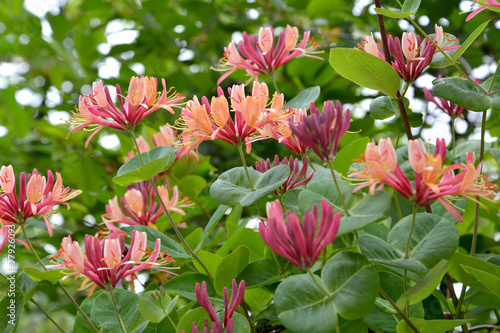 Tableau sur toile The blossoming Gekrot's (Lonicera heckrottii) the honeysuckle, g