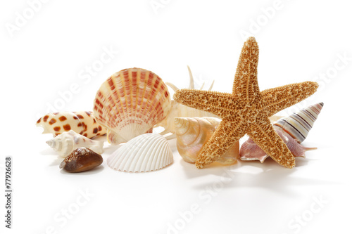 Seashells and starfish on white background