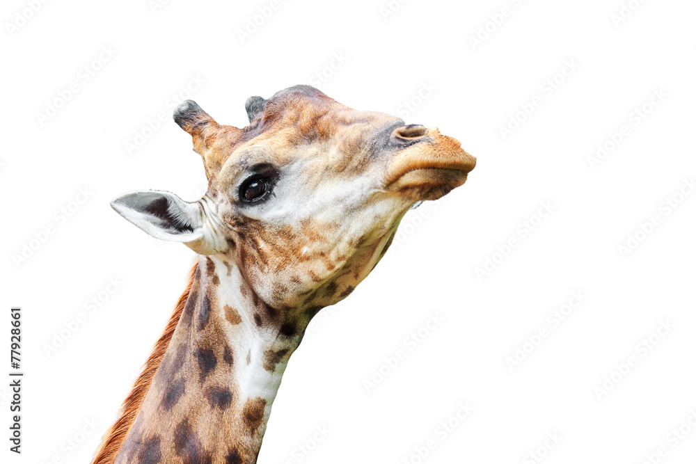 Naklejka premium Giraffes
