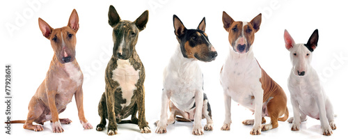 Photographie bull terriers