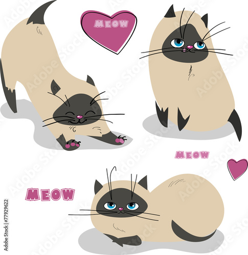 3 cats
