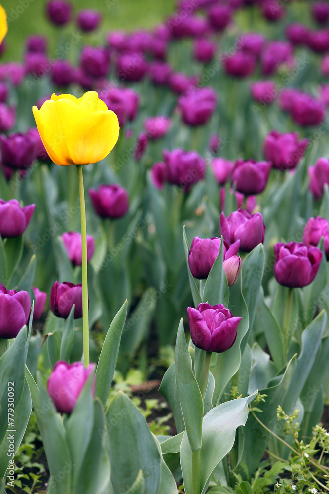 yellow and purple tulip flowers springtime